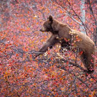 Bears autumn wallpaper