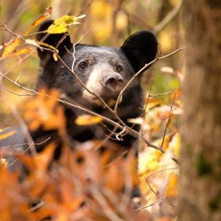 Bears autumn wallpaper