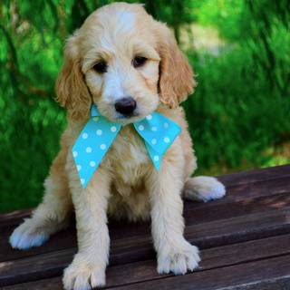 Doodle puppy wallpaper