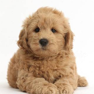 Doodle puppy wallpaper