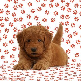 Doodle puppy wallpaper