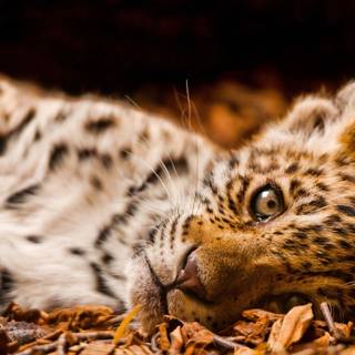 Baby jaguar wallpaper