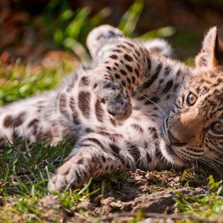 Baby jaguar wallpaper