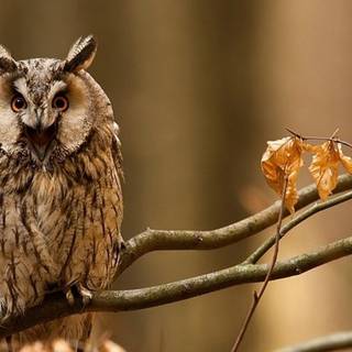 Autumn bird wallpaper