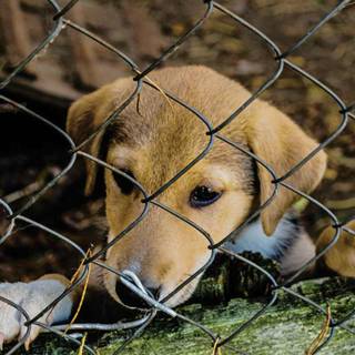 Puppy mill wallpaper