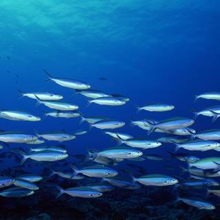 Underwater fish wallpaper