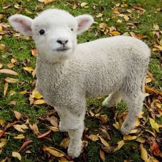 Cute lambs wallpaper