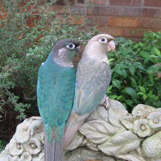 Turquoise Green-Cheeked Conure wallpaper
