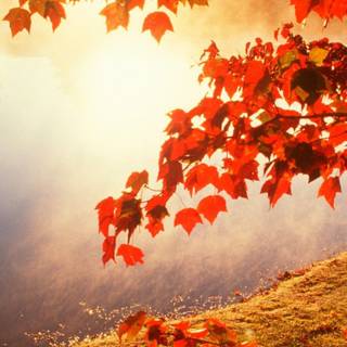 iPhone 12 Pro autumn wallpaper