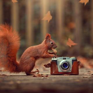 Autumn nature animals wallpaper