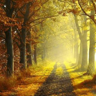 Vertical Thanksgiving wallpaper