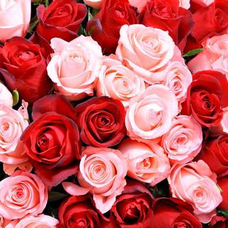 Pink roses phone wallpaper