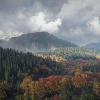 TheHunter: Call of the Wild wallpaper