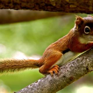Baby squirrel wallpaper
