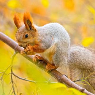 Baby squirrel wallpaper