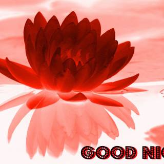 Good night flower wallpaper