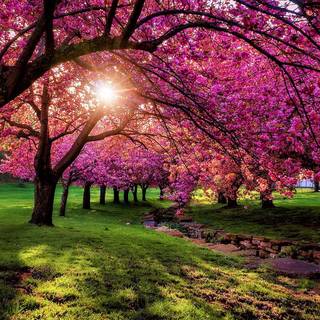 Spring scenery wallpaper