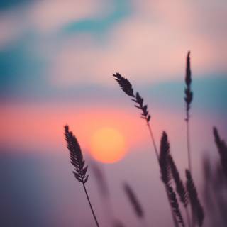 Pretty sunsets wallpaper