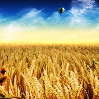 Wheat autumn wallpaper