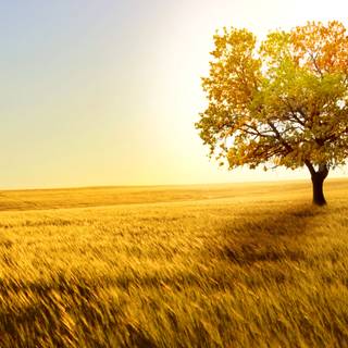 Wheat autumn wallpaper
