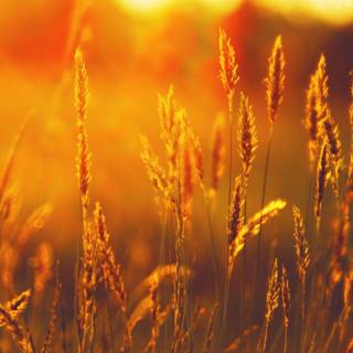 Wheat autumn wallpaper