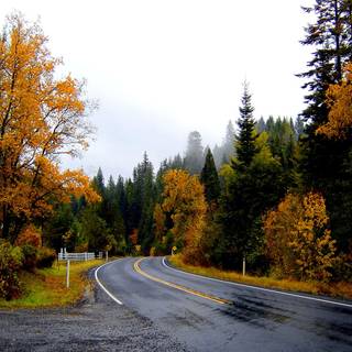 Rainy autumn forest wallpaper