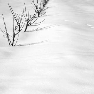 Abbas Kiarostami wallpaper