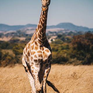 Giraffe 4k iPhone wallpaper
