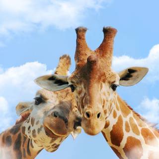 Giraffe 4k iPhone wallpaper