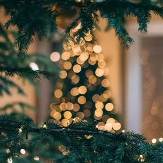 Christmas pine tree wallpaper