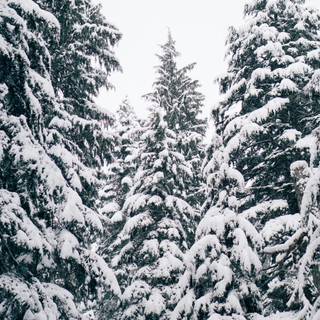 Christmas pine tree wallpaper