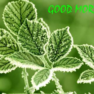 Winter season good morning wallpaper