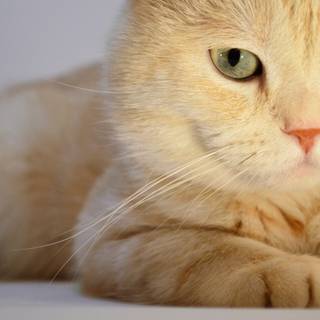 Yellow cat wallpaper