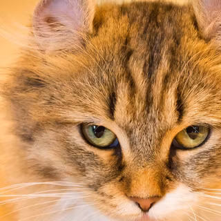 Yellow cat wallpaper