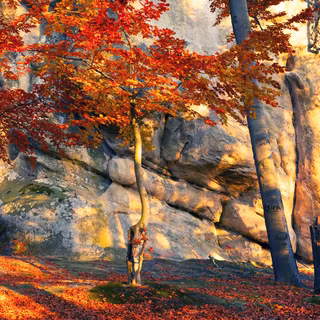 Autumn leaves triple monitor wallpaper