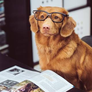 Dog with glasses wallpaper