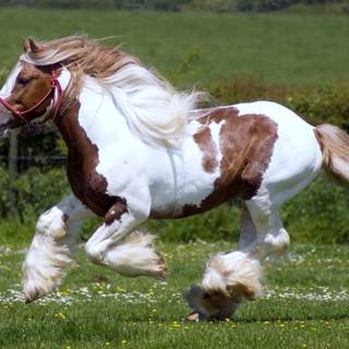 Pinto horse wallpaper