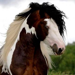 Pinto horse wallpaper