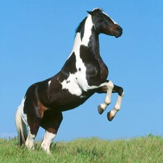 Pinto horse wallpaper