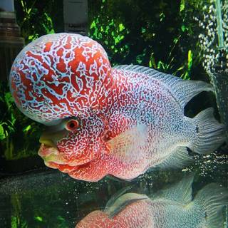 Flowerhorn fish wallpaper