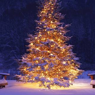 Christmas tree beauty wallpaper
