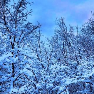 iPhone X winter 4k wallpaper