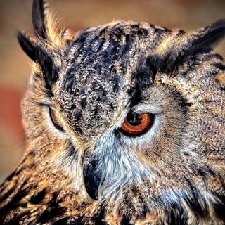 Mighty owl wallpaper