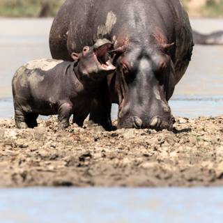 Wild animals 2021 wallpaper