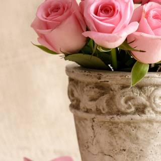 Light pink roses wallpaper
