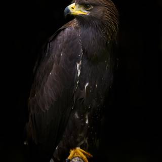 Eagle black wallpaper