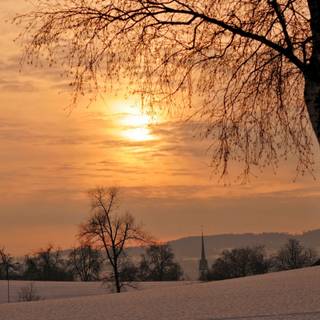 Winter golden wallpaper