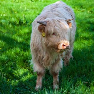 Highland cattle wallpaper