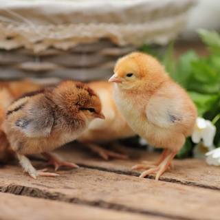 Cute chickens wallpaper
