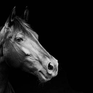 Black and white horse wallpaper